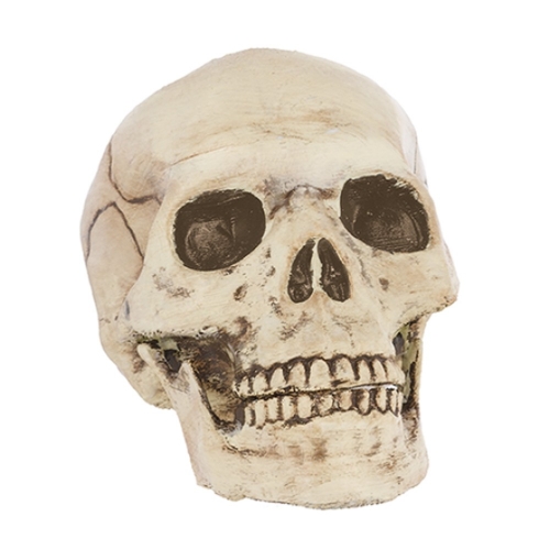 Skull Movable Jaw 19cm Ea LIMITED STOCK